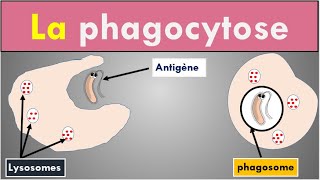 2 min pour comprendre La Phagocytose [upl. by Olivann]