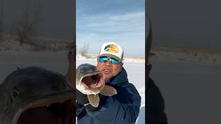 Fish on ice poppinfishing shortsviral fishingtips ytshorts fish shortvideo shortspike [upl. by Newmann]