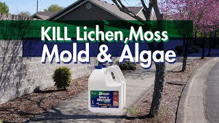 How to KILL Lichen Moss Mold amp Algae Without a Pressure Washer [upl. by Aranahs]