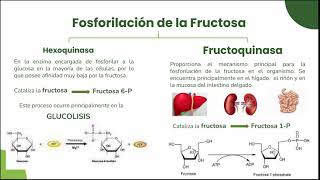 Metabolismo de fructosa [upl. by Trebreh715]