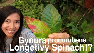 How Gynura Procumbens Longevity Spinach Look Year Round [upl. by Early865]