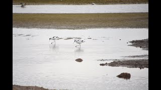 Avocet  Recurvirostra Avocetta  Titchwell Marsh 30th Mar 2024 [upl. by Alexina105]