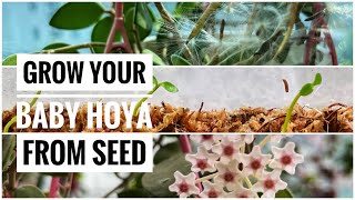 The amazing journey of Hoya flower seed to plant [upl. by Anton656]