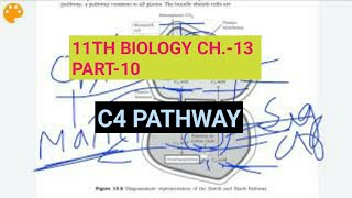 Class 11 BiologyCh13 Part10C4 PathwayStudy with Farru [upl. by Colby]