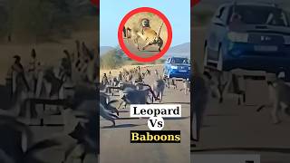 Leopard attacks gang of baboons 🐒 animals wildlife viral [upl. by Ardnohsed]