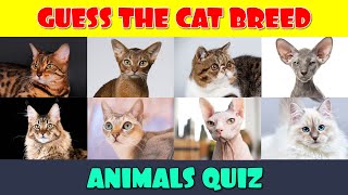 Cat Breeds Quiz [upl. by Aip]