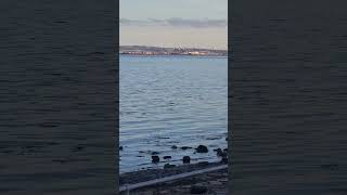 Loughshore walk belfast shipyard seabreeze cranes samson goliath [upl. by Beaumont]