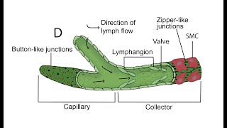 How inefficient Immune Cells Would be Without Lymph Transport  Pr Jimmy Moore PhD [upl. by Charity]