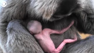 WEB EXTRA Rare Gibbon Born [upl. by Chantal]