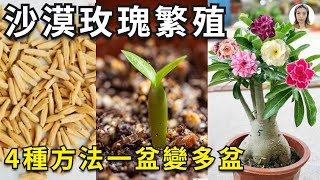 沙漠玫瑰繁殖，沙漠玫瑰养护学会4种繁殖方法，1盆变多盆，盆盆大粗腿Adenium花花世界 [upl. by Kenlay]