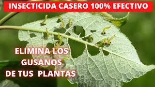 🚫🚫 INSECTICIDA CASERO y ECOLÓGICO Jabón Potásico  Insecticida Plaguicida  Cultivo paso a paso [upl. by Eteragram729]