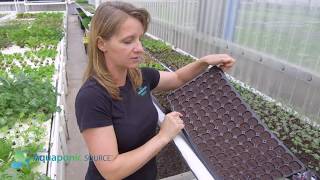 Using Plug Trays To Grow Seedlings [upl. by Donni19]