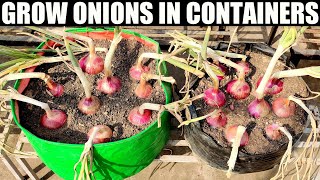 How To Grow Onions  SEED TO HARVEST [upl. by Elem789]