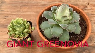 How to Grow the Mountain Rose Succulent  Giant Greenovia  Care Watering Repotting [upl. by Ddat]