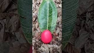 Finding some millipedes and egg millipede egg millipedes fypシ゚ [upl. by Adelia]