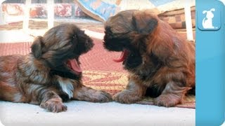 Puppy Love  ShihTzu [upl. by Nuahsak262]