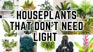 Top 20 Low Light Houseplants For Dark Rooms These Don’t Die [upl. by Dahcir605]