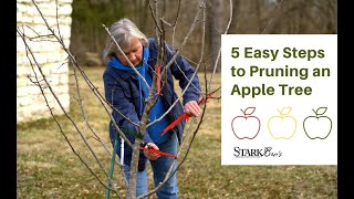 Pruning An Apple Tree in 5 Easy Steps [upl. by Enyrhtak]