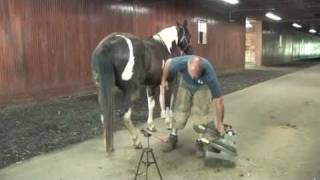 What Tools do Farriers Use [upl. by Krucik756]