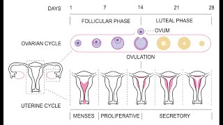 Amenorrhea Definition Causes Signs and Symptoms Investigation and Management [upl. by Irret]