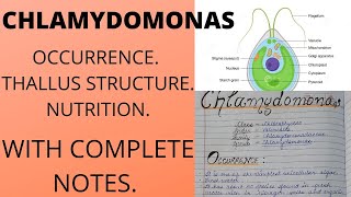 CHLAMYDOMONAS ALGAEFeatures bsc botany [upl. by Bria]