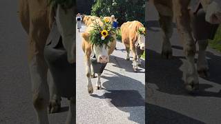 Gstaad Züglete 2024  Alp Horneggli  gstaad switzarland tradition cowparade cow alps suisse [upl. by Ennirac982]