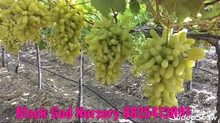 how to grow grapes  seedlessgrapes [upl. by Yule]