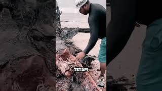 Makanan terlezatt memes kayu animals kayubesar kucing kayusuper faktaunik kayusalam cat [upl. by Alleram980]