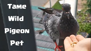 How to Tame Wild Pigeon Pet [upl. by Lalib211]