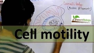 Cell motility [upl. by Anaud]