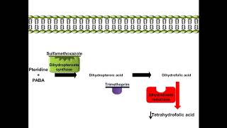 Sulfamethoxazole and Trimethoprim  Mechanism of Action [upl. by Dara]