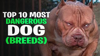 Top 10 Most Dangerous Dog Breeds in the World [upl. by Kcirdehs329]