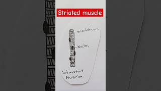 striated muscle biology diagram [upl. by Sukul]