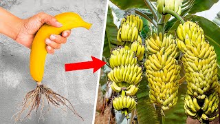 Banana plant grafting techniques  Best way to grow banana tree [upl. by Ynnaj]