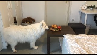 I Left My Dog Alone With Grilled Chicken I Furbo Dog Camera [upl. by Nnaoj89]