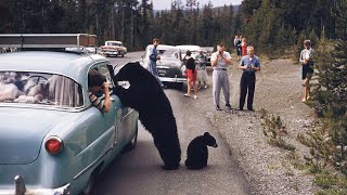 A road trip across the United States of America in 1955  in color [upl. by Nelram]