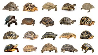 Types of Tortoises  Tortoises  Tortoises In English Language  Learn Types of Tortoises In English [upl. by Ahsauqal]