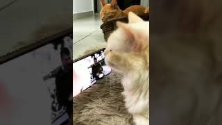 Cat Vibing To Ievan Polkka Official Video HD Cat Vibing To Music  Cat Vibing Meme shorts funny [upl. by Naji]