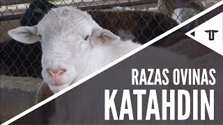 Katahdin  Razas ovinas [upl. by Kwapong]