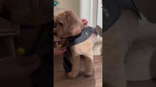 Fight the summer scaries with our ThunderShirt ASMR Help your dog stay calm during thunderstorms a [upl. by Merriman]