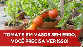 COMO PLANTAR TOMATE EM VASO [upl. by Anuala]