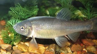 Species Profile  35 The Fathead Minnow Pimephales promelas [upl. by Pancho]