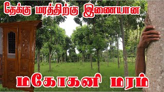 மகோகனி மரங்கள் மகத்தான லாபம் தரும்  எழில்சோலை மரம் மாசிலாமணி  MAHOGANY TREE FARMING amp CULTIVATION [upl. by Corbet]