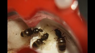 Lasius Niger 3 Queen Colony  Week 6 [upl. by Lledroc7]