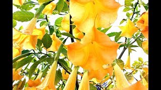 BRUGMANSIA Trumpet Flower Vine  BUNGA TEROMPET Kuning HD [upl. by Imis650]