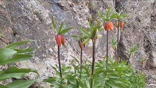 A summary of spring and beautiful nature in the Zagros highlands full of mystery and magic part2 [upl. by Nageam]