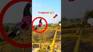 kabootar Pakerty Time Moye Moye Ho GYA  pigeonvideos bird pigeonlover kabutar trapped kabutr [upl. by Peppy]