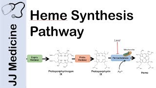 Heme Synthesis Pathway [upl. by Cid]