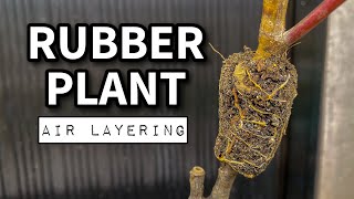 PAANO MAG PROPAGATE NG RUBBER PLANT O FICUS ELASTICA  Rubber Tree Plant Care for beginners [upl. by Artinek]