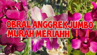 OBRAL STOK BARU Anggrek Dendrobium murce banyak GIVE AWAY ❤ no admin 085782741417 [upl. by Aileduab858]